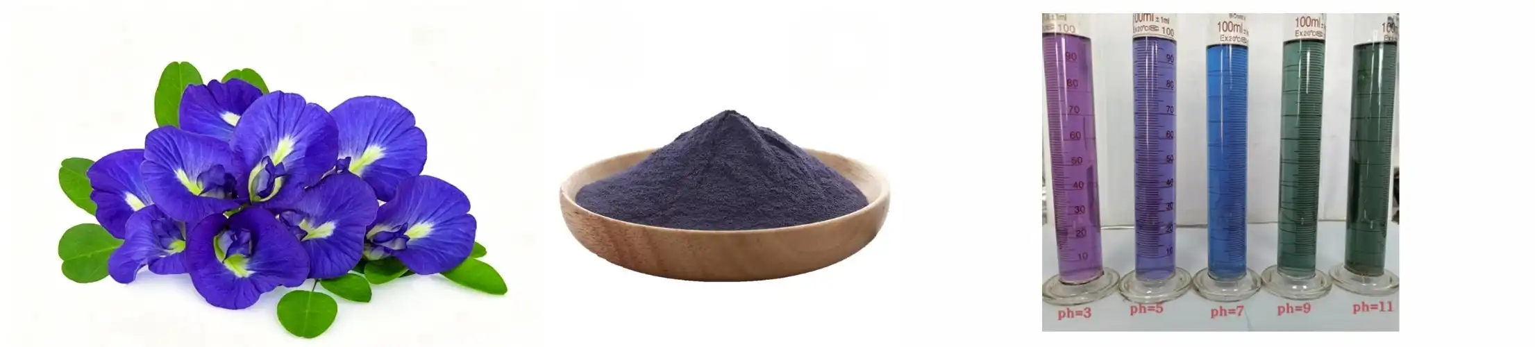 Butterfly Pea Flower Extract Butterfly Pea Flower Extract